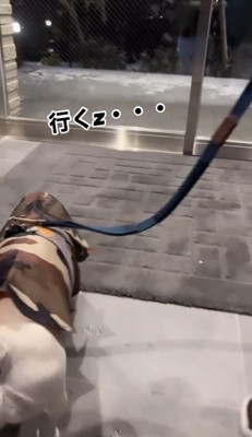 ガラス越しに外の様子を見つめる犬