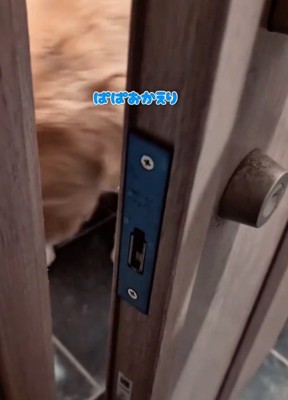 出迎える大型犬