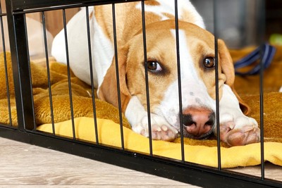 寂しそうにケージに入る犬