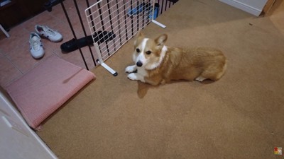 玄関にはなちゃんの姿が