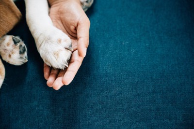 飼い主の手に預けられた犬の足