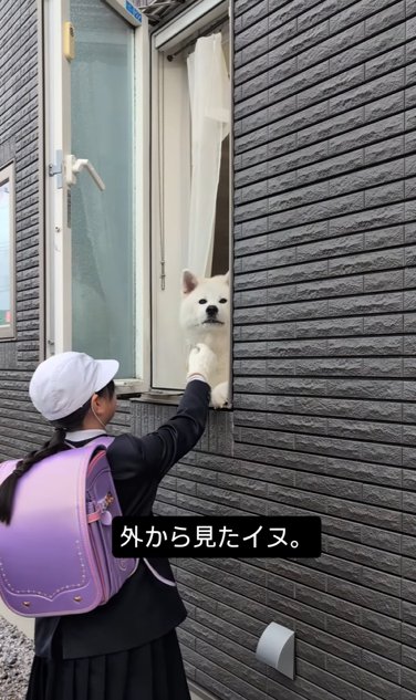 窓の内から外の小学生に撫でてもらう秋田犬