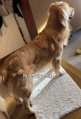 玄関の扉を見つめる犬