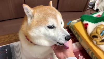 ナデナデを堪能