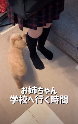 追いかける犬