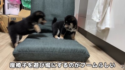 ワンプロ開始！