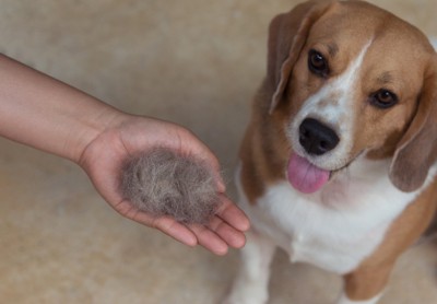 犬と抜け毛
