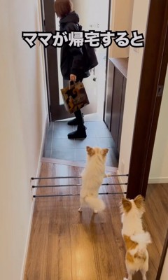 玄関へ駆け寄る犬たち
