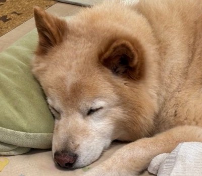 気持ちよさそう