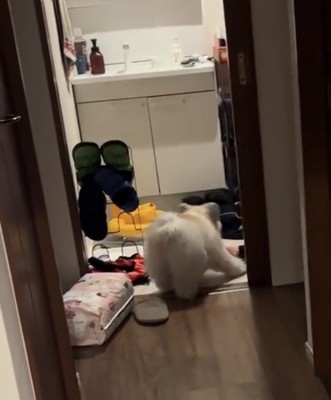 脱衣所の床で動き回る犬