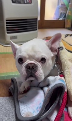 過保護っぷりがすごい!