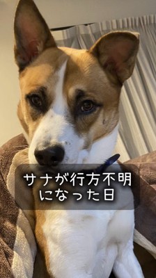 カメラを見つめる弟犬