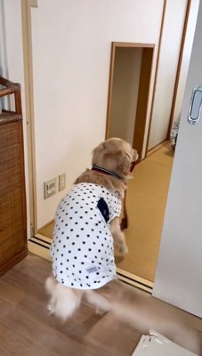 客間の中を見つめる犬