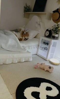 ベッドでくつろぐチワワたち