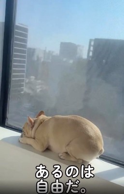 窓辺で寛ぐふく丸くん