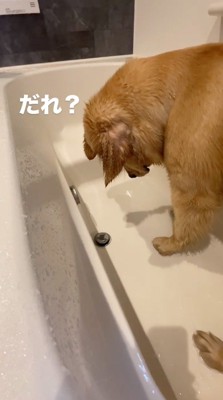 排水口の蓋に顔を近づける犬