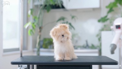 トリミング開始前