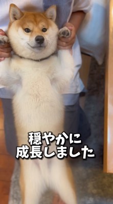 おなかを見せてカメラ目線の犬