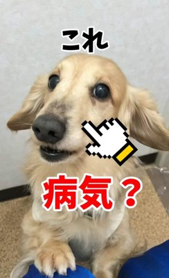 さらお君を病院に連れて行ったら