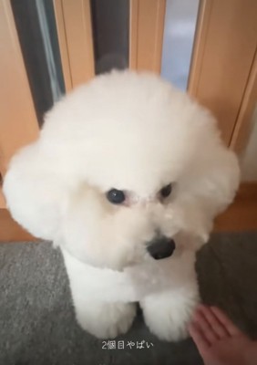 犬に手を差し出す