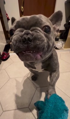 犬の左前足の上にタオル