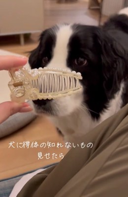ヘアクリップを凝視するワンコ