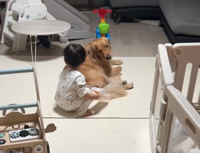 ベッドの近くにいる2匹の柴犬