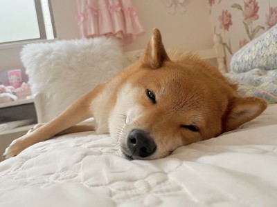 ぐっすり