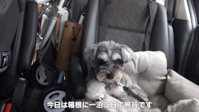 旅行中のティノちゃん