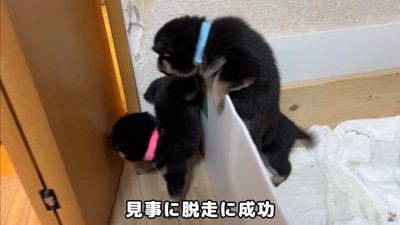 大脱走を試みる赤ちゃん犬たち6