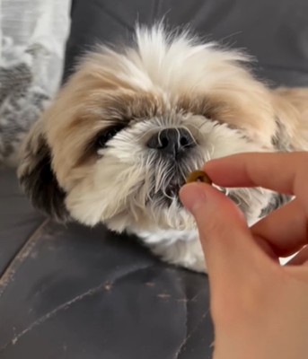 ご飯に近づく犬