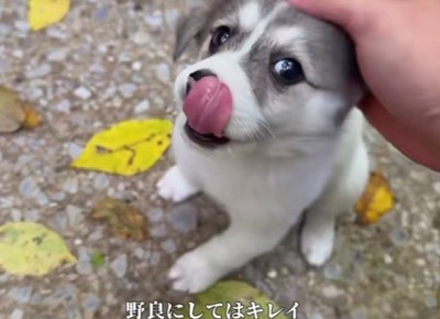野犬と思えないほどキレイ