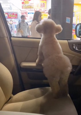 パパを探す犬