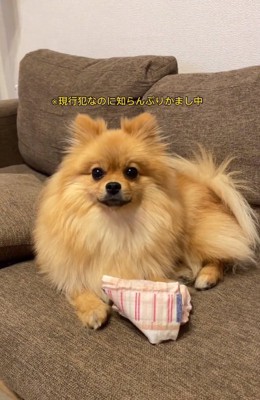 飼い主さんを見つめるハニちゃん