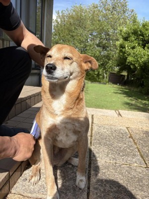 気持ちよさそうにブラッシングされる犬