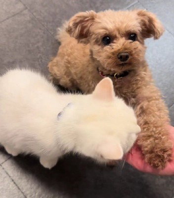 「え…猫も…?」