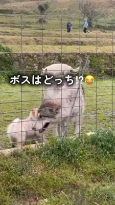 去っていくウルフドッグ