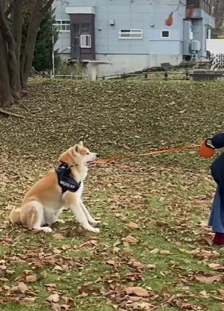 秋田犬が散歩拒否…