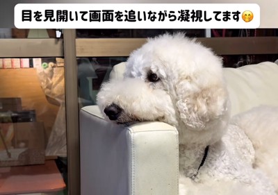 ソファのひじ掛けにあごをのせる犬