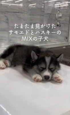 はまちちゃんの成長記録