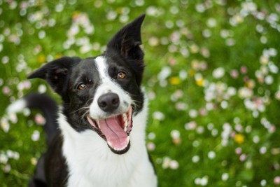 笑顔で見上げる犬