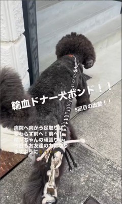 輸血ドナー犬として出動するボンドくん3