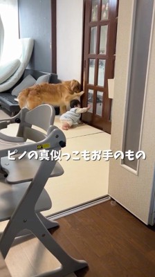ドアに手をつく犬と赤ちゃん