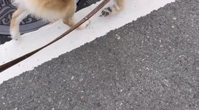 道路を歩く犬の足元