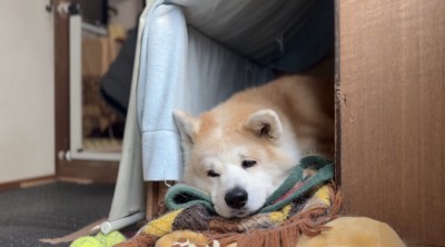 自分の小屋の中から顔を出して静かにしている犬