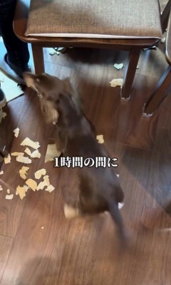 お留守番中にイタズラしたルクちゃん6