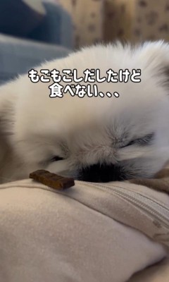 とうふくんの寝起き早食い選手権4