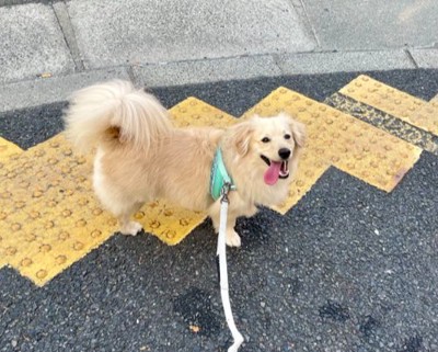 陽キャドッグ♡