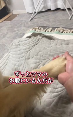 手を握られるメルちゃん