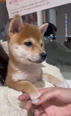 ももちちゃんのはじめての注射